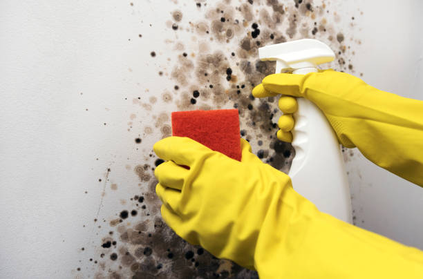 Mold Testing and Removal in Hutchinson Island South, FL