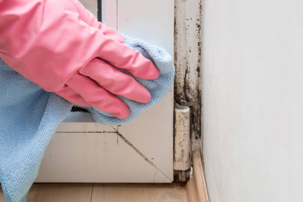 Best Crawl Space Mold Removal  in Hutchinson Island South, FL