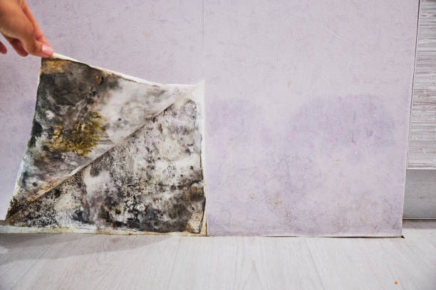 Reliable Hutchinson Island South, FL Mold Removal Solutions